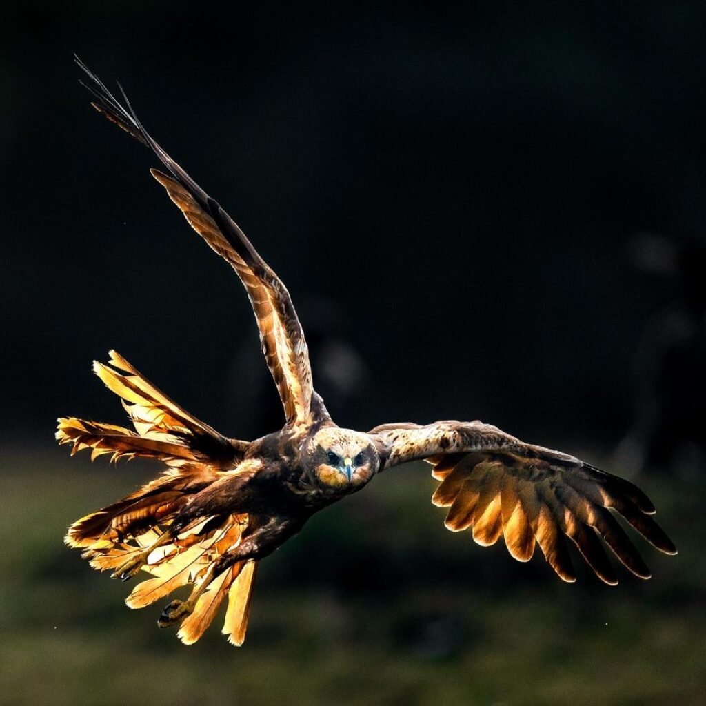 Bird captured using fast shutter